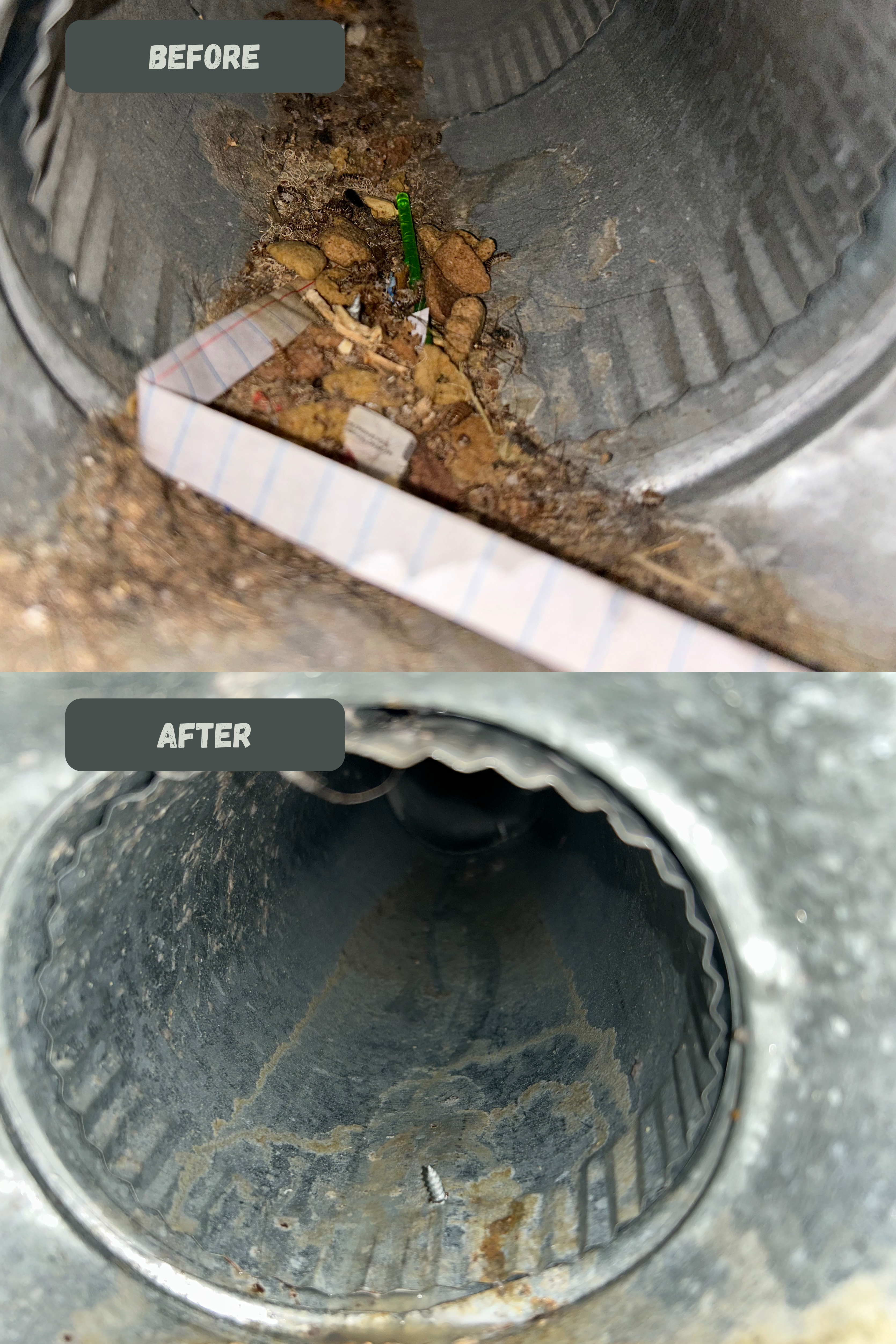 Cleaning professional 3